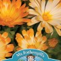 CALENDULA Oopsy Daisy