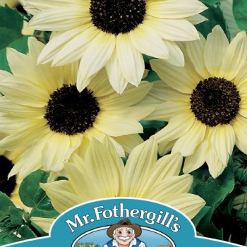 SUNFLOWER Vanilla Ice