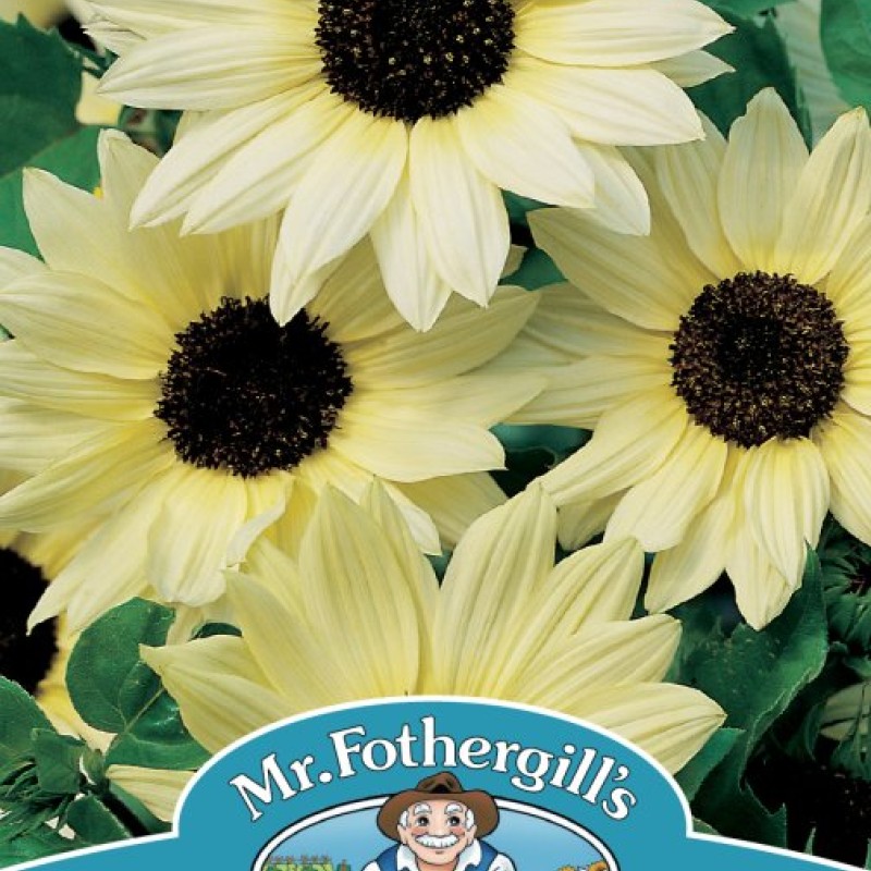 SUNFLOWER Vanilla Ice