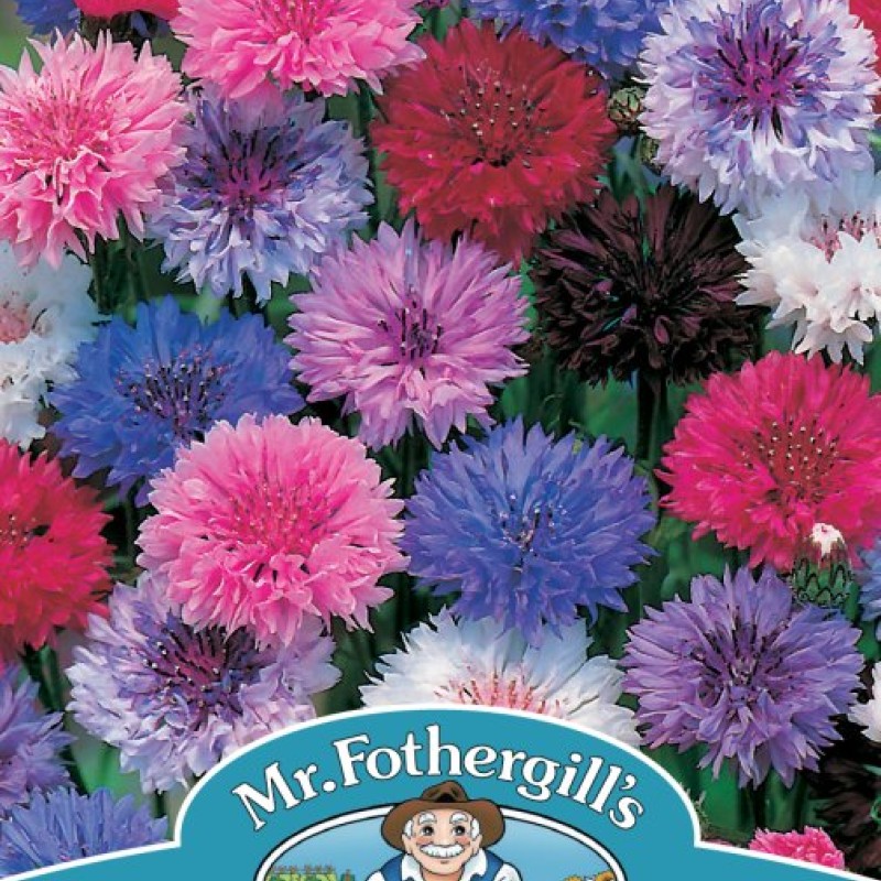 CORNFLOWER Tall Mixed