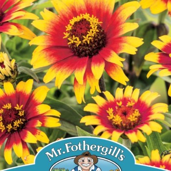 ZINNIA Sombrero