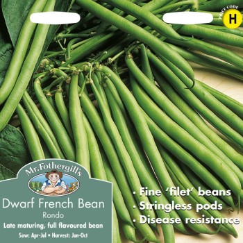 DWARF FRENCH BEAN Rondo