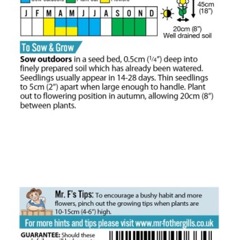 WALLFLOWER Monarch Fair Lady