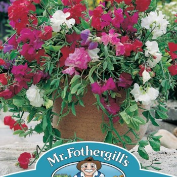 SWEET PEA Patio Mixed