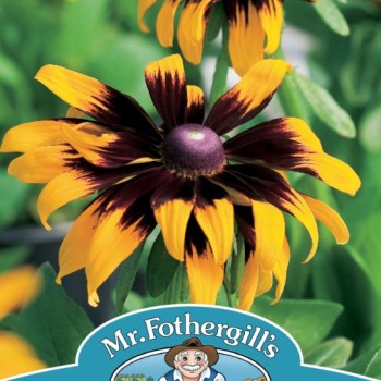 RUDBECKIA Aries