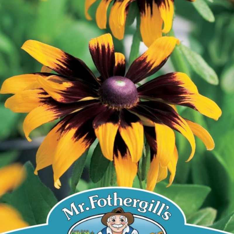 RUDBECKIA Aries