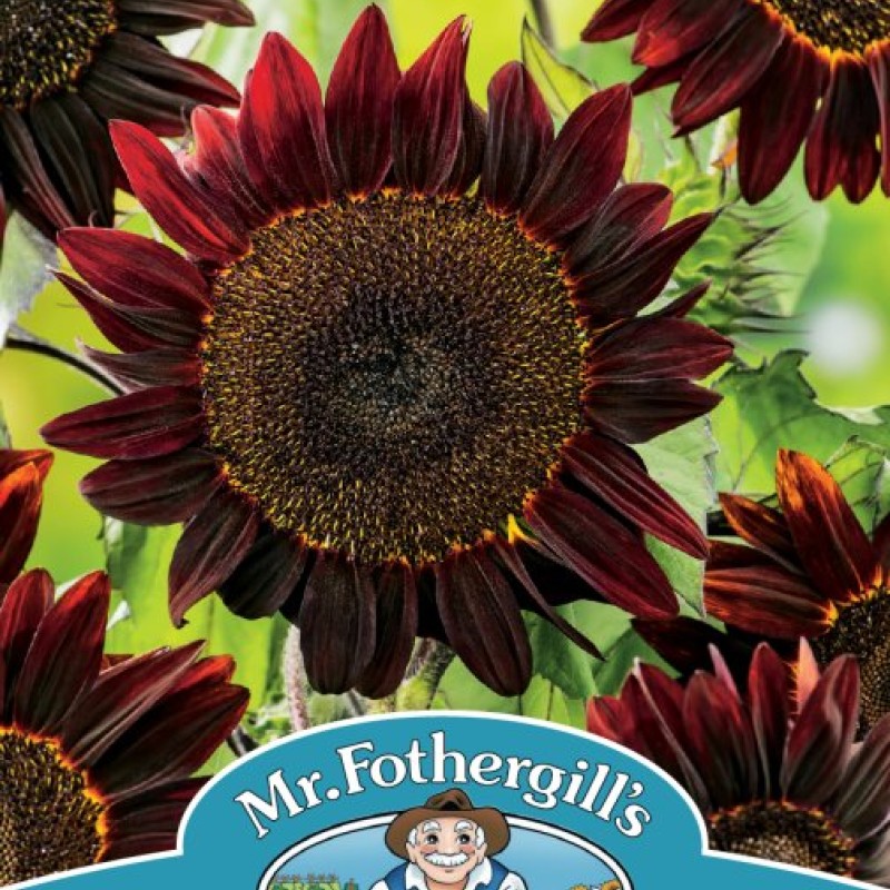 SUNFLOWER Black Magic F1