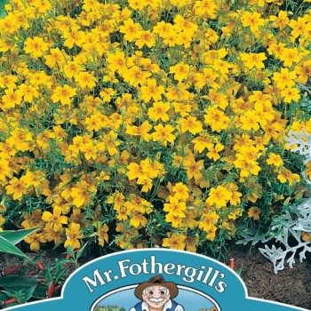 TAGETES Golden Gem