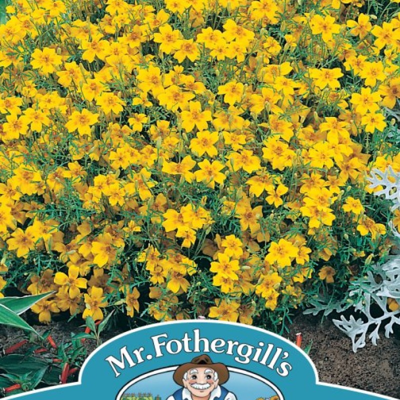 TAGETES Golden Gem