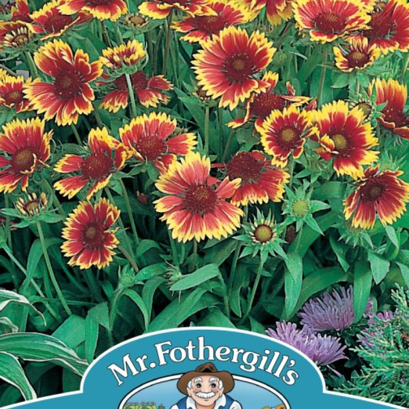 GAILLARDIA Goblin