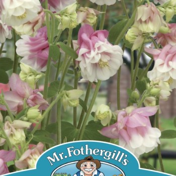 AQUILEGIA Petticoat Pink