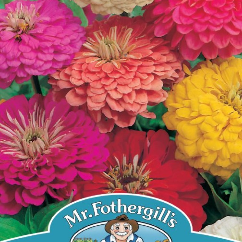 ZINNIA Early Wonder Mixed