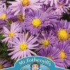 ASTER (Michaelmas Daisy) Mixed