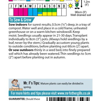 ASTER (Michaelmas Daisy) Mixed