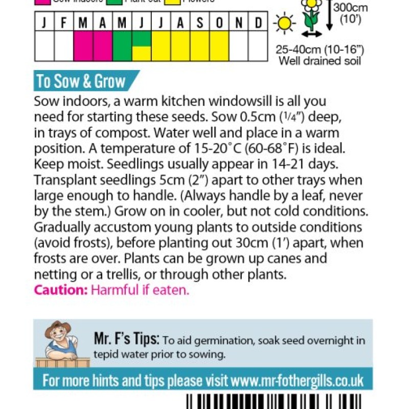 MORNING GLORY Grandpa Otts