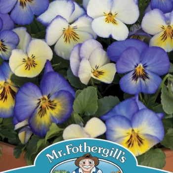 PANSY Cool Summer Breeze