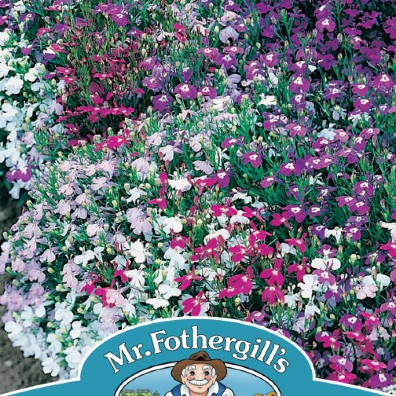 LOBELIA String of Pearls