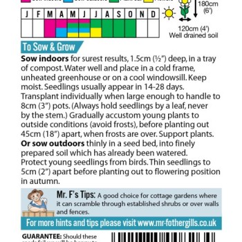 SWEET PEA Perennial Everlasting Mixed