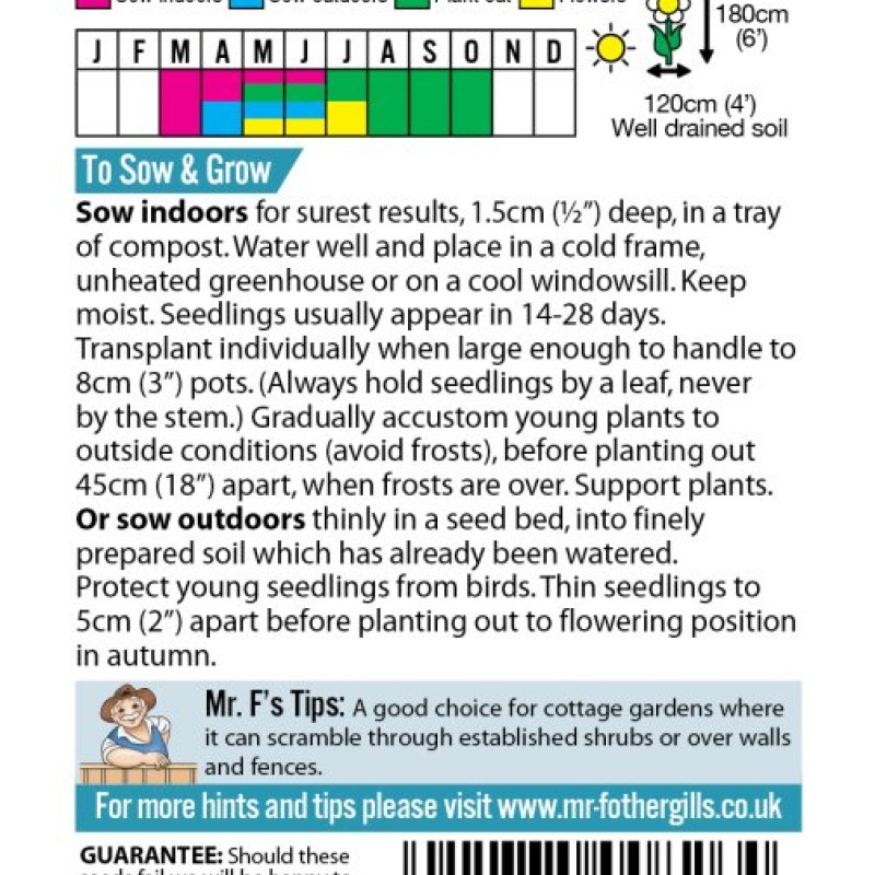 SWEET PEA Perennial Everlasting Mixed