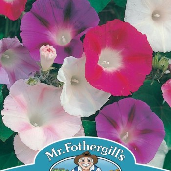 MORNING GLORY Choice Mixed