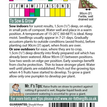 PUMPKIN Atlantic Giant