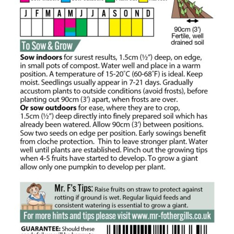 PUMPKIN Atlantic Giant