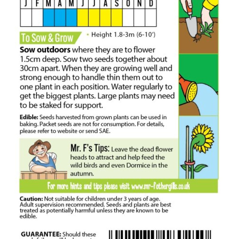 FS RAY OF SUNSHINE Sunflower