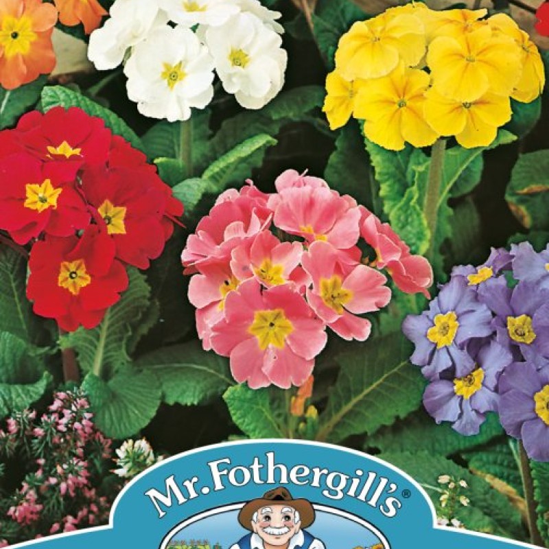 POLYANTHUS Large Flowered