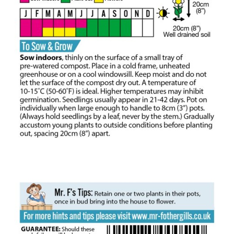 POLYANTHUS Large Flowered