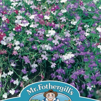 LOBELIA Cascade Mixed