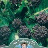 BROCCOLI (Sprouting) Early Purple