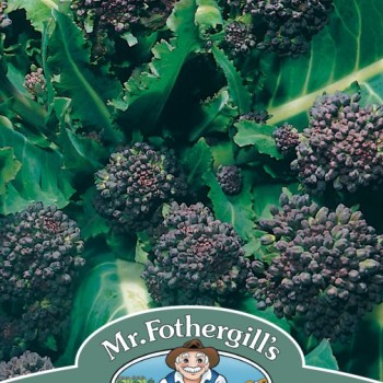 BROCCOLI (Sprouting) Early Purple