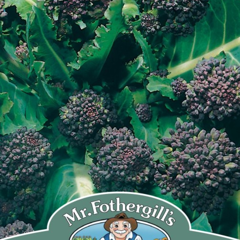 BROCCOLI (Sprouting) Early Purple