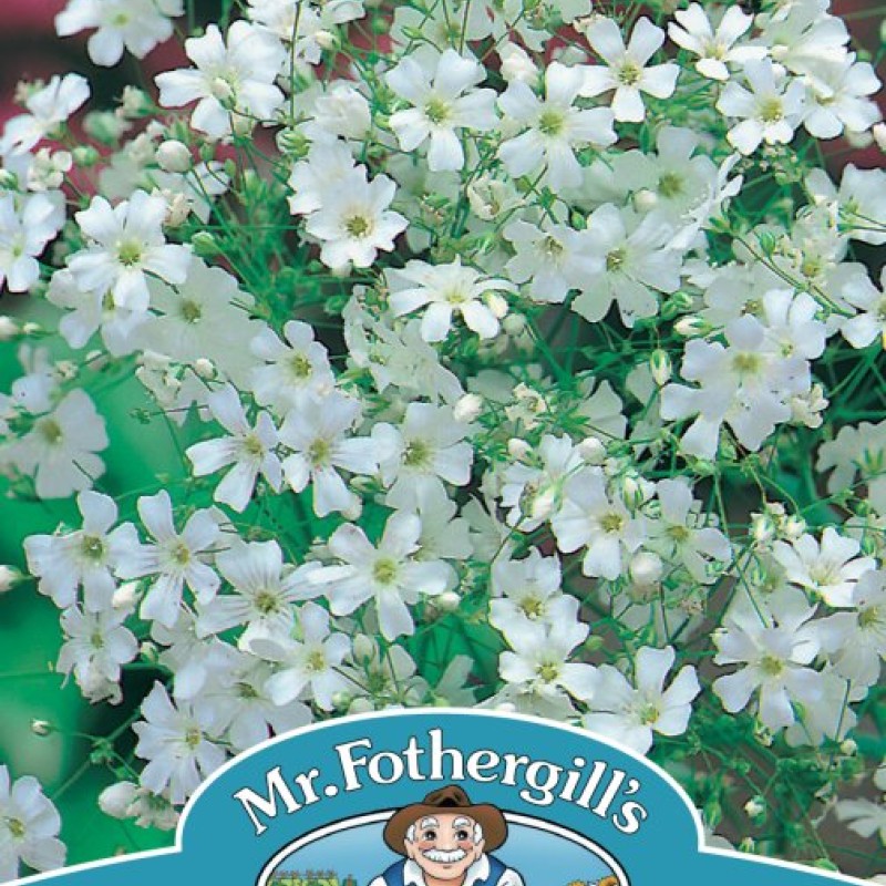 GYPSOPHILA Monarch White