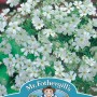 GYPSOPHILA Monarch White