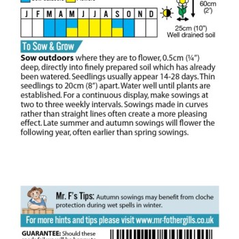 GYPSOPHILA Monarch White