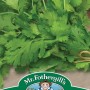 CORIANDER Calypso