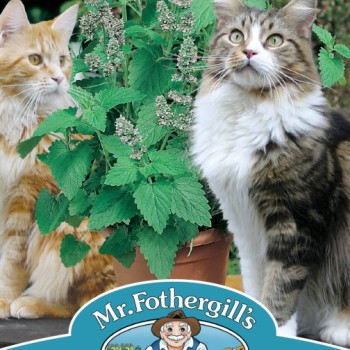 CATNIP Catmint