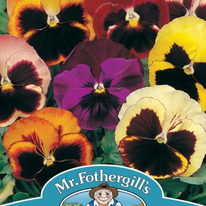 PANSY Swiss Giants Mixed