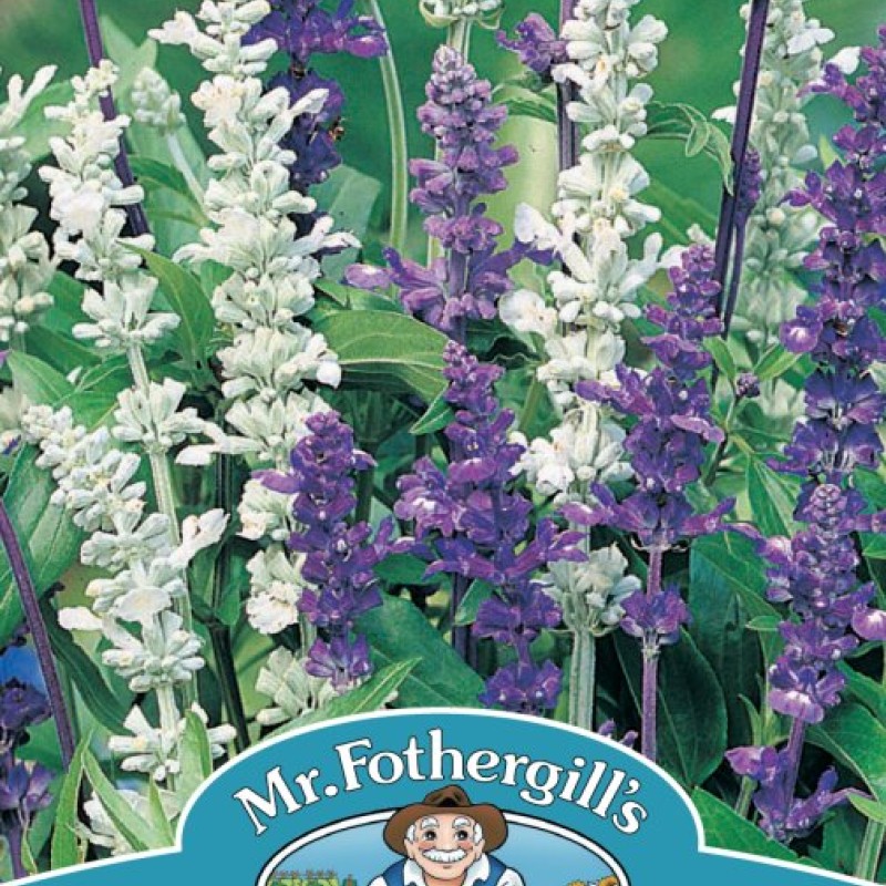 SALVIA Blue & White Mixed