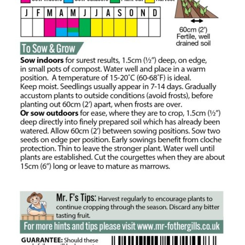 COURGETTE Firenze F1