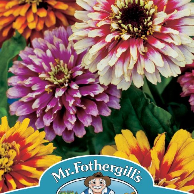 ZINNIA Whirlygig Mixed