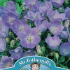 CAMPANULA carpatica Blue