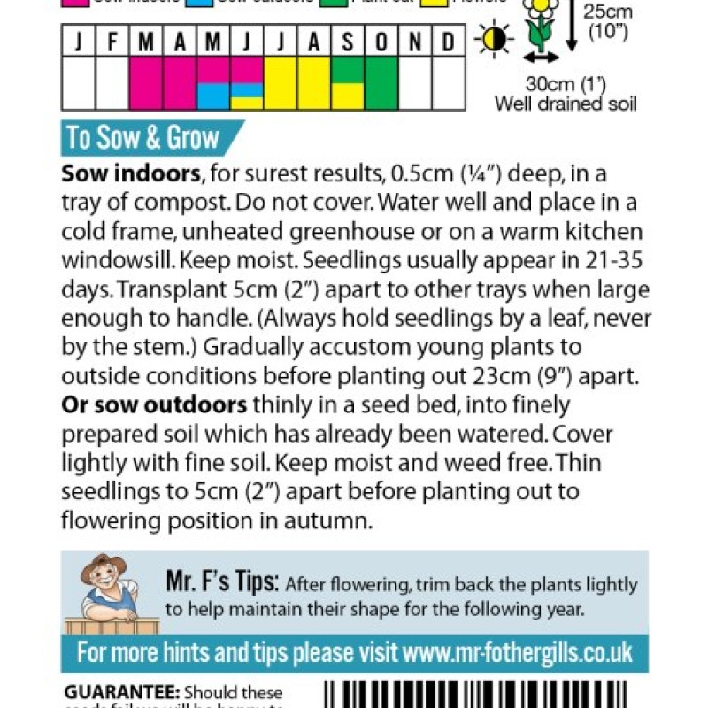 CAMPANULA carpatica Blue