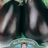 AUBERGINE Black Beauty