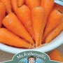 CARROT (Baby Chantenay) Cascade F1