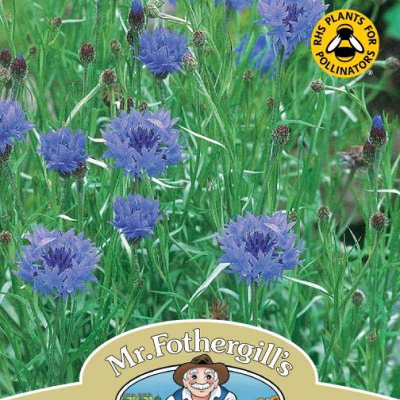 WF Cornflower