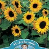 SUNFLOWER Little Dorrit F1