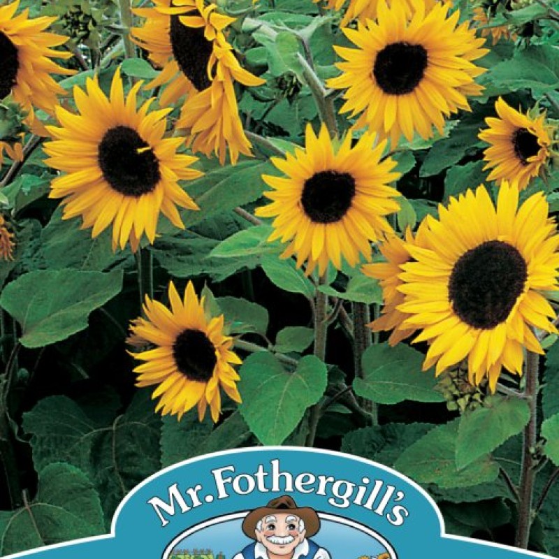 SUNFLOWER Little Dorrit F1