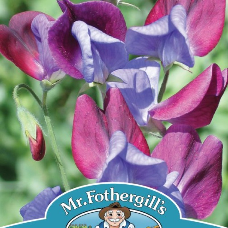 SWEET PEA Cupani (grandiflora)